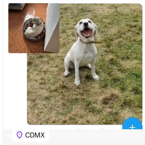 cartel de perro perdido