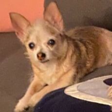 cartel de perro perdido