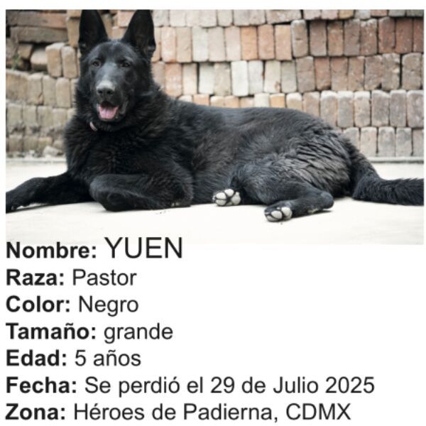 cartel de perro perdido