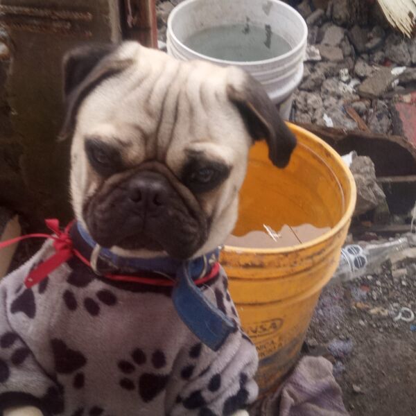 cartel de perro perdido