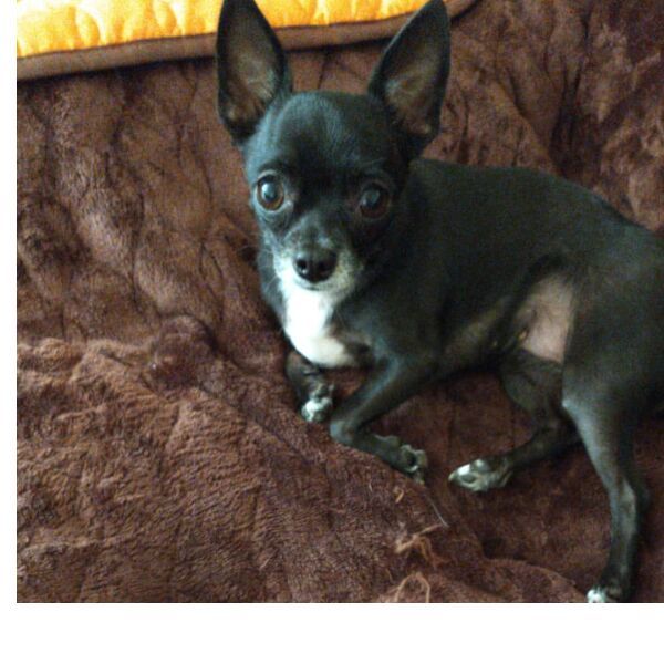 cartel de perro perdido