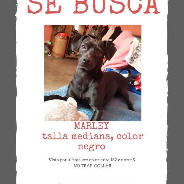 cartel de perro perdido