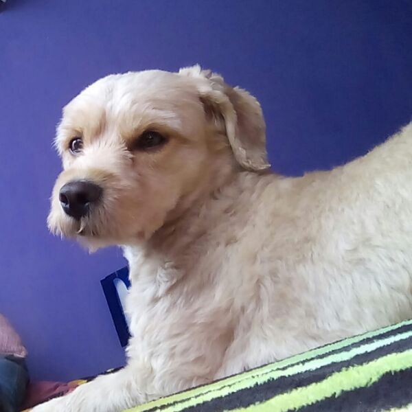 cartel de perro perdido