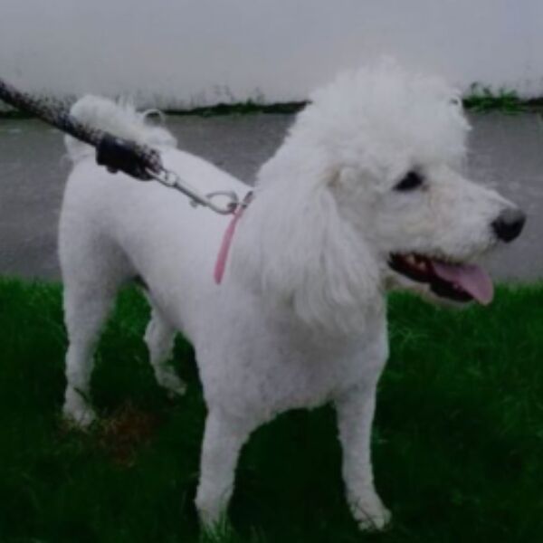 cartel de perro perdido