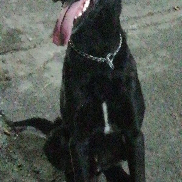 cartel de perro perdido