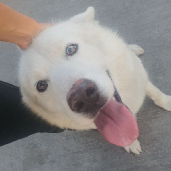 cartel de perro perdido