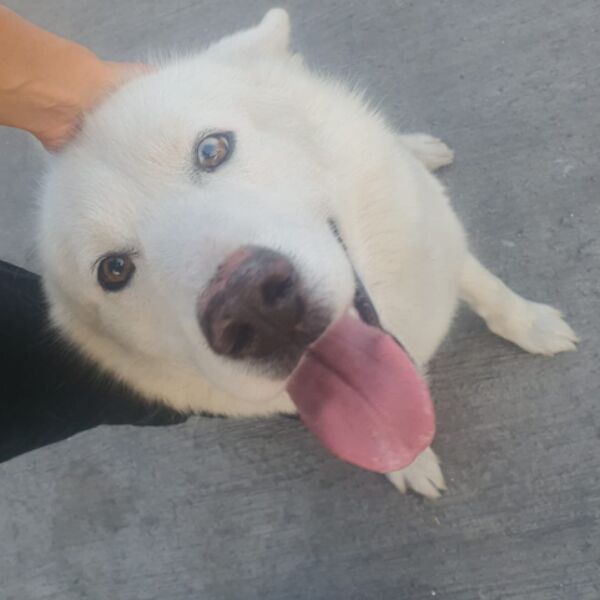 cartel de perro perdido