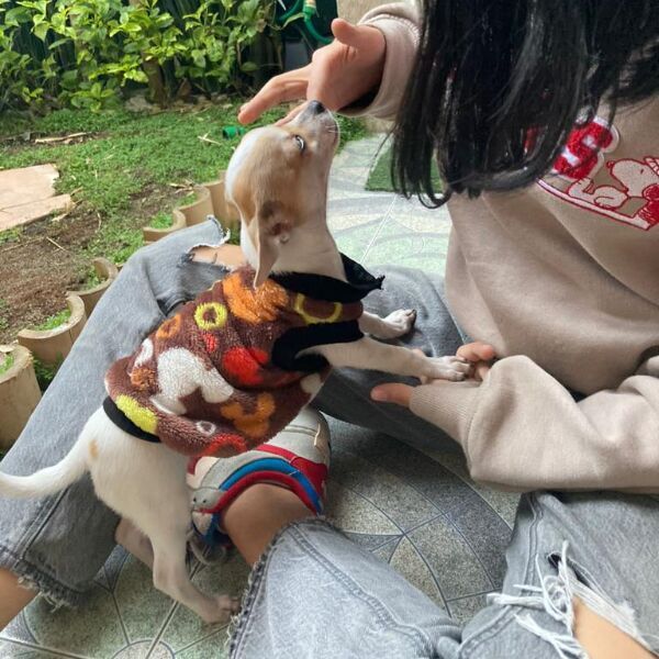 cartel de perro perdido