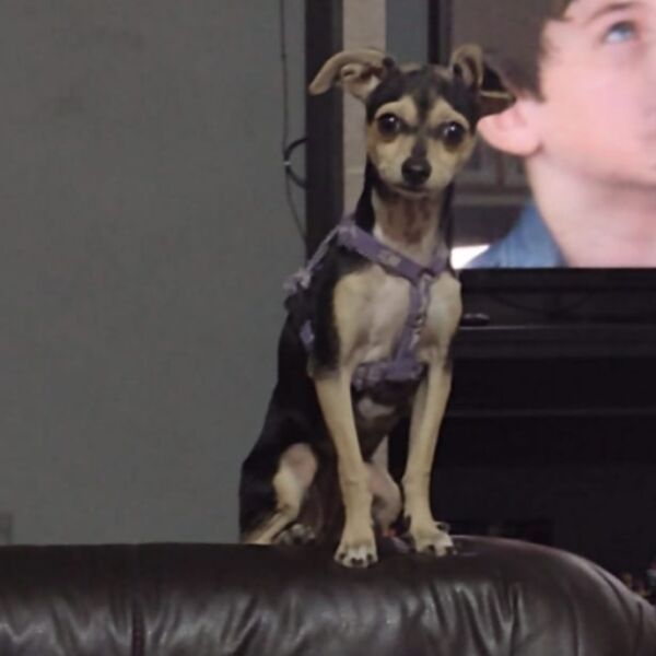 cartel de perro perdido