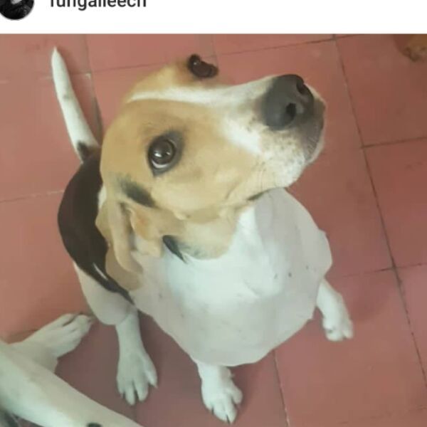 cartel de perro perdido