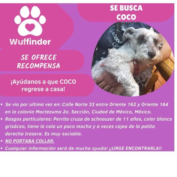 cartel de perro perdido