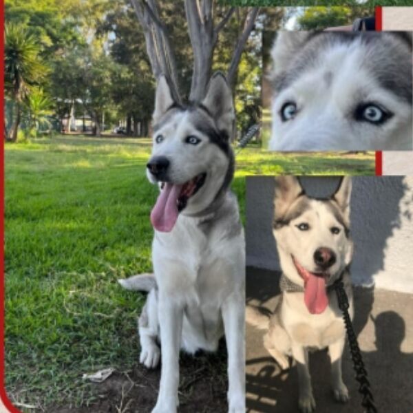 cartel de perro perdido