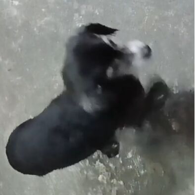 cartel de perro perdido