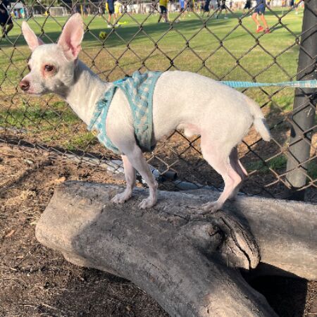 cartel de perro perdido
