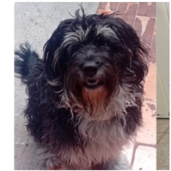 cartel de perro perdido