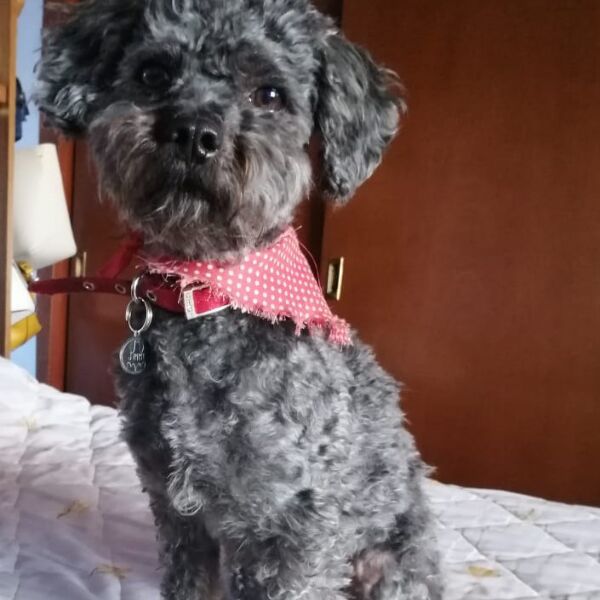 cartel de perro perdido