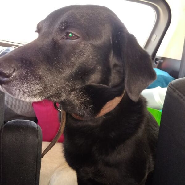 cartel de perro perdido