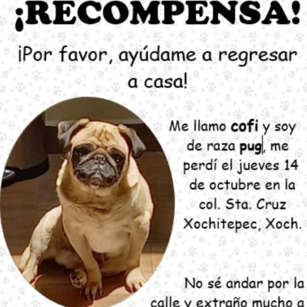 cartel de perro perdido