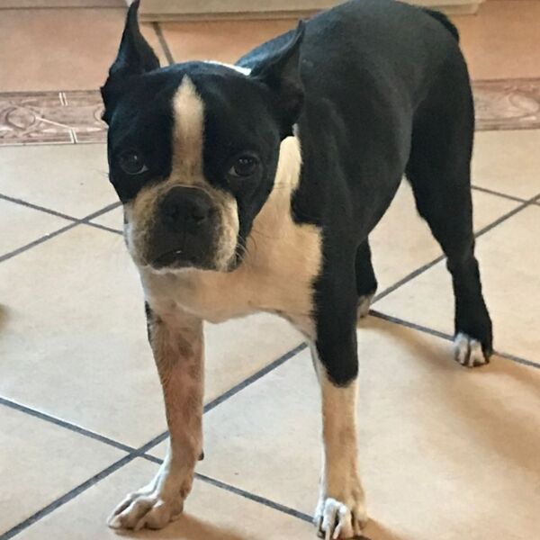 cartel de perro perdido