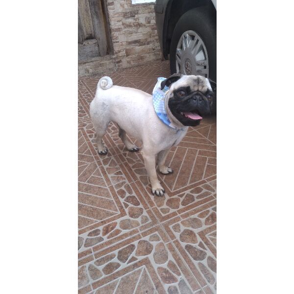 cartel de perro perdido