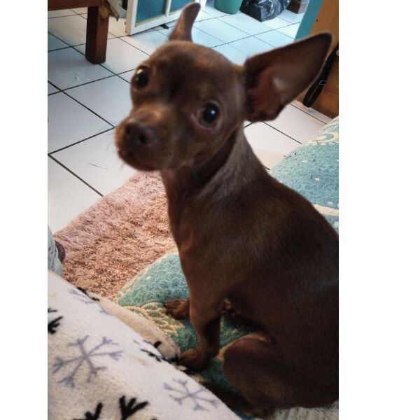 cartel de perro perdido