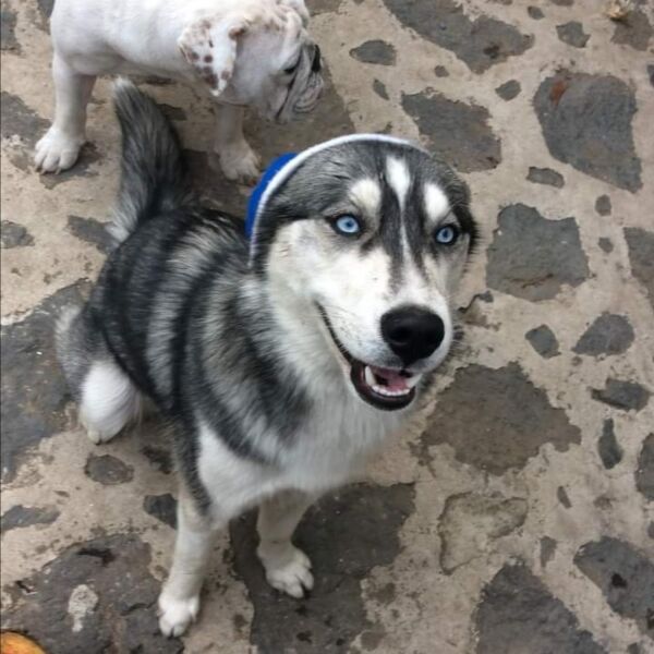 cartel de perro perdido