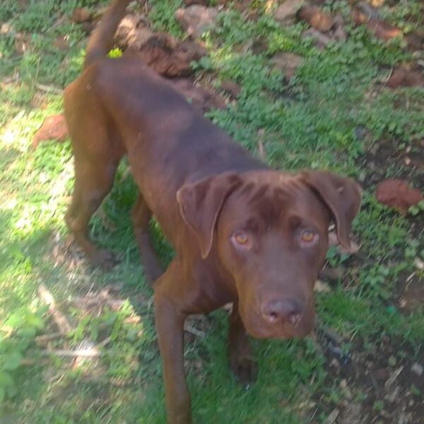 cartel de perro perdido