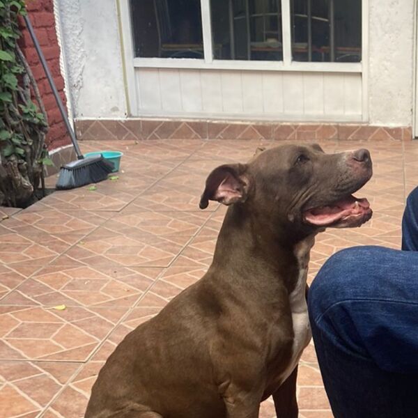 cartel de perro perdido