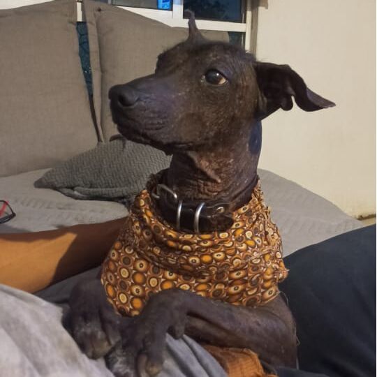 cartel de perro perdido