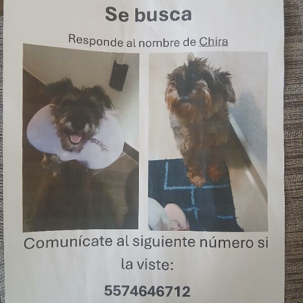 cartel de perro perdido