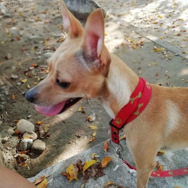 cartel de perro perdido