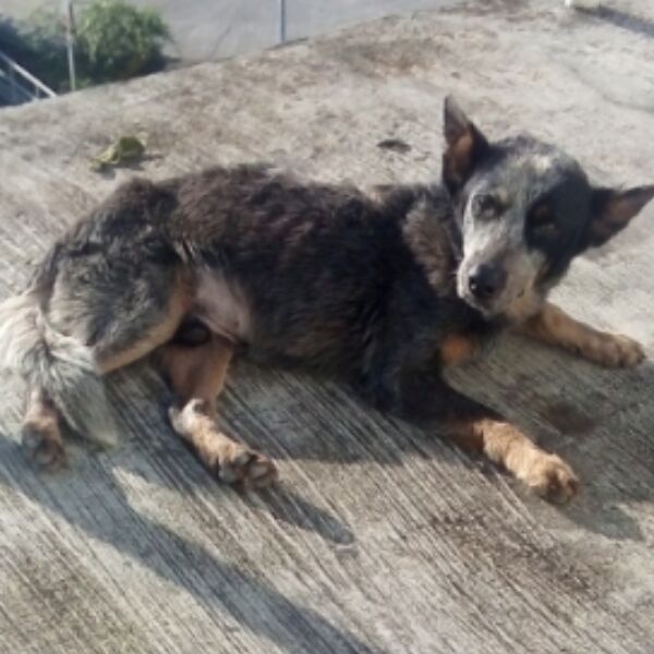 cartel de perro perdido