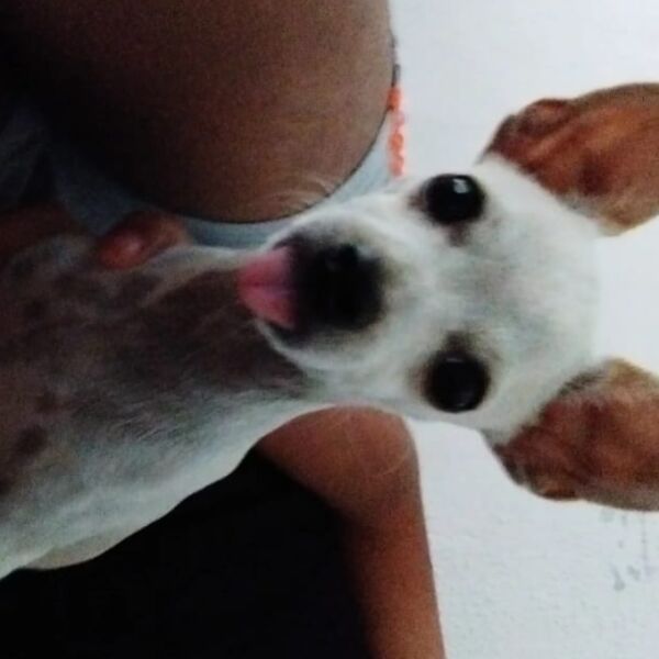 cartel de perro perdido