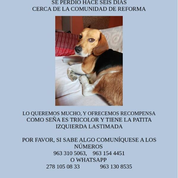 cartel de perro perdido