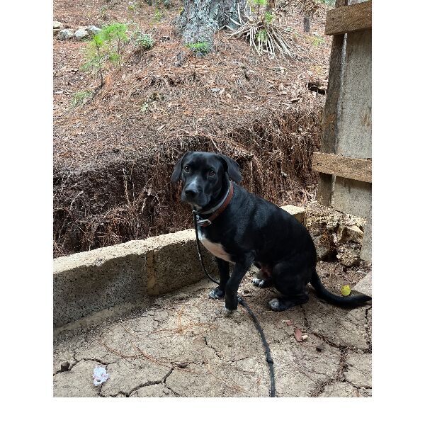 cartel de perro perdido