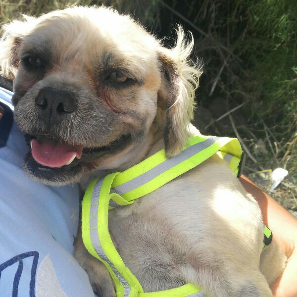 cartel de perro perdido