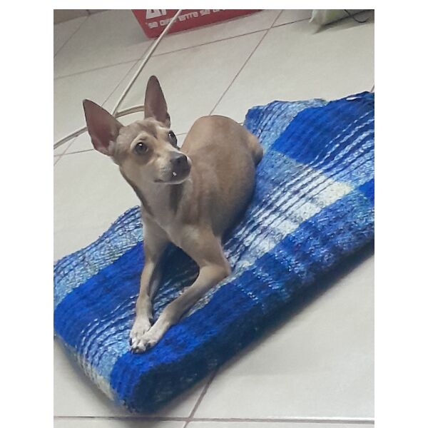 cartel de perro perdido