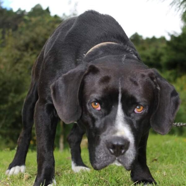 cartel de perro perdido