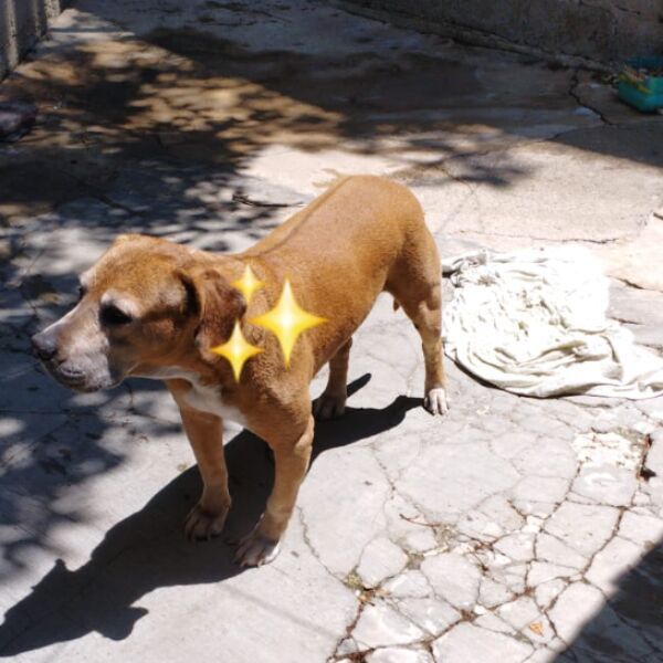 cartel de perro perdido