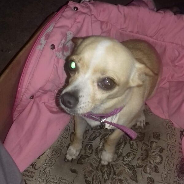 cartel de perro perdido