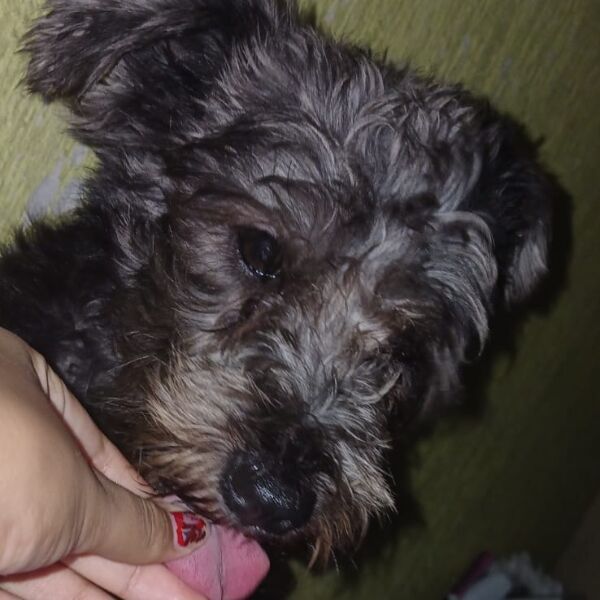 cartel de perro perdido