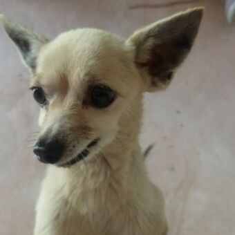 cartel de perro perdido