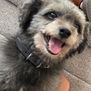 cartel de perro perdido