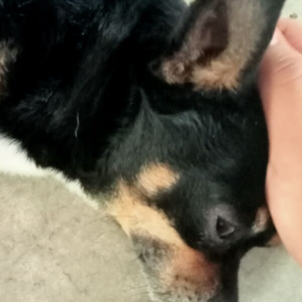 cartel de perro perdido