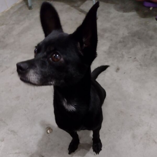 cartel de perro perdido