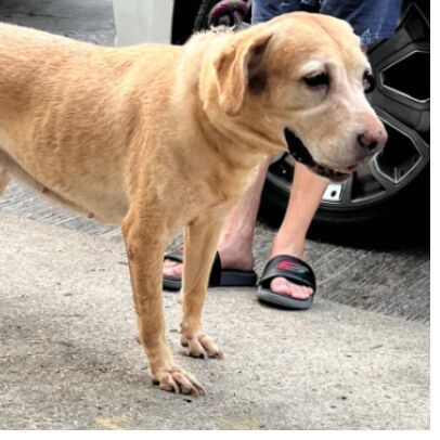 cartel de perro perdido