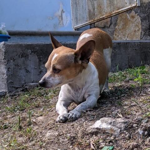 cartel de perro perdido