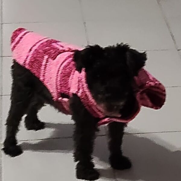 cartel de perro perdido