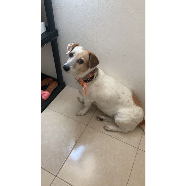 cartel de perro perdido