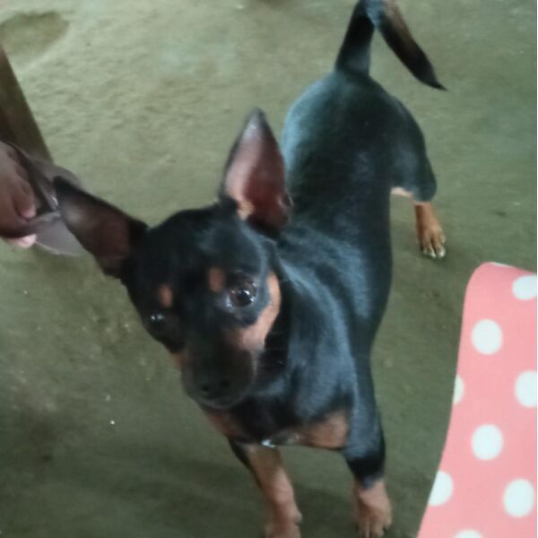 cartel de perro perdido